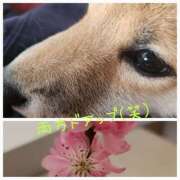 ヒメ日記 2026/03/01 09:12 投稿 ももか 奥鉄オクテツ東京店（デリヘル市場）