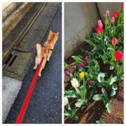 ヒメ日記 2026/03/28 08:12 投稿 ももか 奥鉄オクテツ東京店（デリヘル市場）