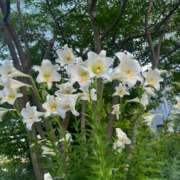 ヒメ日記 2025/06/22 10:09 投稿 みさき 奥鉄オクテツ東京店（デリヘル市場）