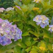 ヒメ日記 2025/06/18 10:20 投稿 なほ 奥鉄オクテツ東京店（デリヘル市場）