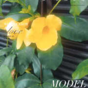 ヒメ日記 2025/07/30 19:55 投稿 あき 奥鉄オクテツ東京店（デリヘル市場）