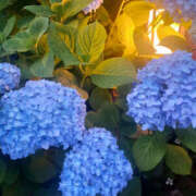 ヒメ日記 2025/05/29 05:17 投稿 えな 奥鉄オクテツ東京店（デリヘル市場）