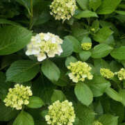 ヒメ日記 2025/06/02 05:44 投稿 えな 奥鉄オクテツ東京店（デリヘル市場）