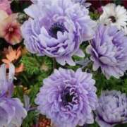 ヒメ日記 2026/03/12 08:56 投稿 えな 奥鉄オクテツ東京店（デリヘル市場）