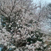 ヒメ日記 2026/03/25 12:26 投稿 えな 奥鉄オクテツ東京店（デリヘル市場）