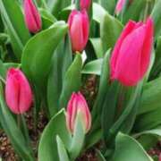 ヒメ日記 2026/04/01 04:38 投稿 えな 奥鉄オクテツ東京店（デリヘル市場）