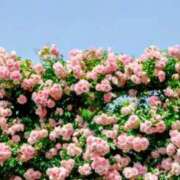 ヒメ日記 2026/04/05 07:18 投稿 えな 奥鉄オクテツ東京店（デリヘル市場）