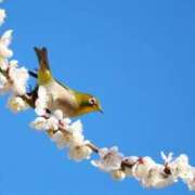 ヒメ日記 2025/01/23 12:45 投稿 さな 奥鉄オクテツ東京店（デリヘル市場）