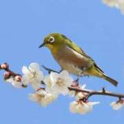 ヒメ日記 2025/03/02 16:20 投稿 さな 奥鉄オクテツ東京店（デリヘル市場）