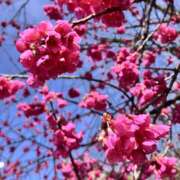 ヒメ日記 2025/03/14 13:35 投稿 さな 奥鉄オクテツ東京店（デリヘル市場）