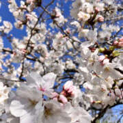 ヒメ日記 2025/04/05 09:20 投稿 さな 奥鉄オクテツ東京店（デリヘル市場）