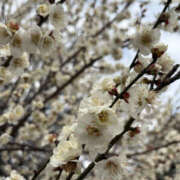ヒメ日記 2026/02/17 14:40 投稿 さな 奥鉄オクテツ東京店（デリヘル市場）