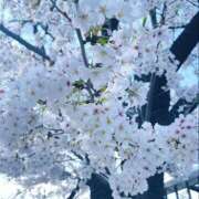 ヒメ日記 2025/04/05 16:08 投稿 ゆりあ 奥鉄オクテツ東京店（デリヘル市場）