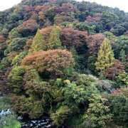 ヒメ日記 2025/11/12 12:13 投稿 ゆりあ 奥鉄オクテツ東京店（デリヘル市場）