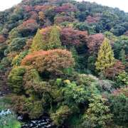 ヒメ日記 2025/11/12 22:27 投稿 ゆりあ 奥鉄オクテツ東京店（デリヘル市場）