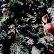 ヒメ日記 2025/12/25 05:03 投稿 ちはる 奥鉄オクテツ東京店（デリヘル市場）