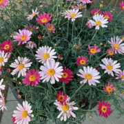 ヒメ日記 2025/05/29 12:39 投稿 まい 奥鉄オクテツ東京店（デリヘル市場）