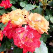 ヒメ日記 2025/07/28 20:25 投稿 かぐや 奥鉄オクテツ東京店（デリヘル市場）