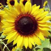 ヒメ日記 2025/08/01 00:41 投稿 かぐや 奥鉄オクテツ東京店（デリヘル市場）