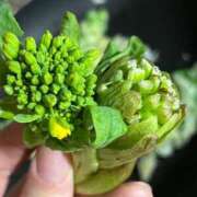 ヒメ日記 2025/03/10 21:50 投稿 えみる 五反田サンキュー