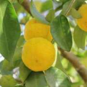 ヒメ日記 2024/12/21 05:30 投稿 みなみ レッドろまん枚方店