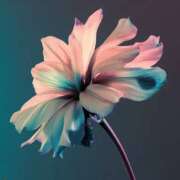 ヒメ日記 2025/01/20 05:30 投稿 みなみ レッドろまん枚方店