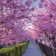 ヒメ日記 2025/03/01 05:35 投稿 みなみ レッドろまん枚方店