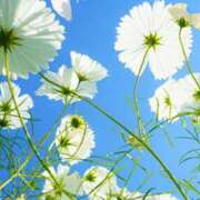 ヒメ日記 2025/03/08 05:30 投稿 みなみ レッドろまん枚方店