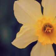 ヒメ日記 2025/03/17 05:30 投稿 みなみ レッドろまん枚方店