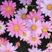 ヒメ日記 2025/03/25 05:30 投稿 みなみ レッドろまん枚方店