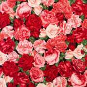 ヒメ日記 2025/04/21 05:30 投稿 みなみ レッドろまん枚方店