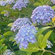 ヒメ日記 2025/06/06 05:30 投稿 みなみ レッドろまん枚方店