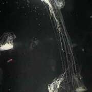 ヒメ日記 2025/06/20 05:30 投稿 みなみ レッドろまん枚方店