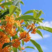 ヒメ日記 2025/09/15 05:30 投稿 みなみ レッドろまん枚方店