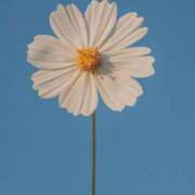 ヒメ日記 2025/10/09 05:30 投稿 みなみ レッドろまん枚方店