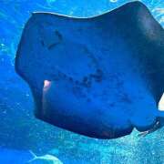 ヒメ日記 2025/11/07 05:30 投稿 みなみ レッドろまん枚方店