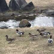 ヒメ日記 2026/01/29 05:30 投稿 みなみ レッドろまん枚方店