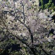 ヒメ日記 2025/04/12 17:01 投稿 まどか ギン妻パラダイス 堺東店