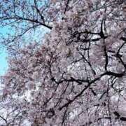 ヒメ日記 2025/04/05 18:07 投稿 あすか姫 螢