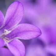 ヒメ日記 2025/06/02 12:45 投稿 あすか姫 螢