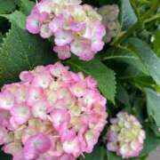 ヒメ日記 2025/06/20 12:45 投稿 あすか姫 螢