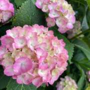 ヒメ日記 2025/06/25 07:15 投稿 あすか姫 螢