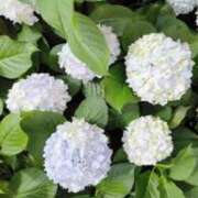 ヒメ日記 2025/06/12 16:02 投稿 さや姫 螢