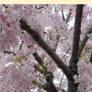 さや姫 葉桜が増えて 螢