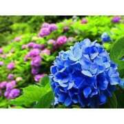 ヒメ日記 2025/09/04 10:10 投稿 ゆうか 桃色奥様 松戸本店