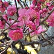 ヒメ日記 2025/02/23 12:17 投稿 氷室 あなたに逢いたくて