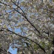 ヒメ日記 2025/04/06 07:37 投稿 氷室 あなたに逢いたくて