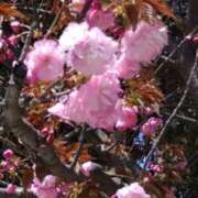 ヒメ日記 2025/04/15 08:47 投稿 氷室 あなたに逢いたくて