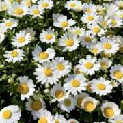 ヒメ日記 2025/04/30 05:27 投稿 氷室 あなたに逢いたくて