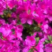 ヒメ日記 2025/05/05 07:57 投稿 氷室 あなたに逢いたくて